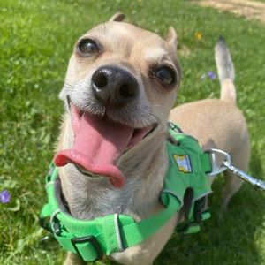 Meet your Posher, Sable